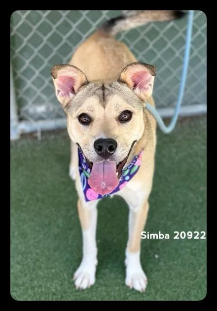 Simba thumbnail 3