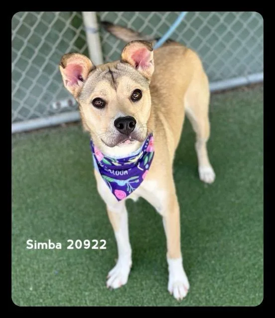 Simba thumbnail 5