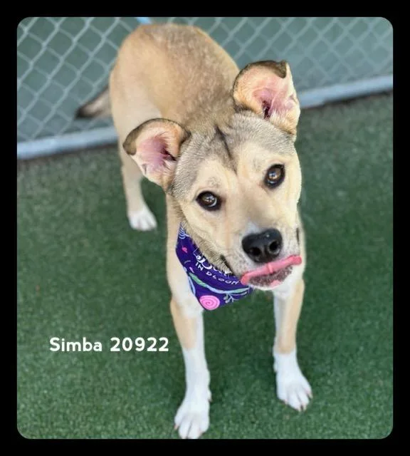 Simba thumbnail 6