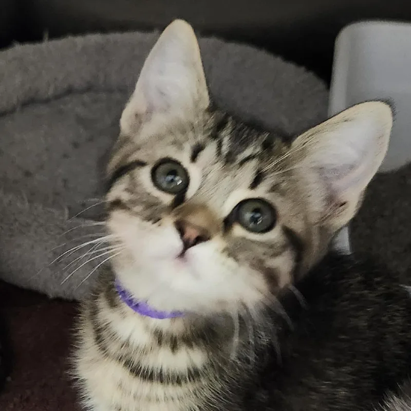 A baby small-sized female Brown / Chocolate Domestic Short Hair cat named Iduna for adoption in Columbia Station, OH
