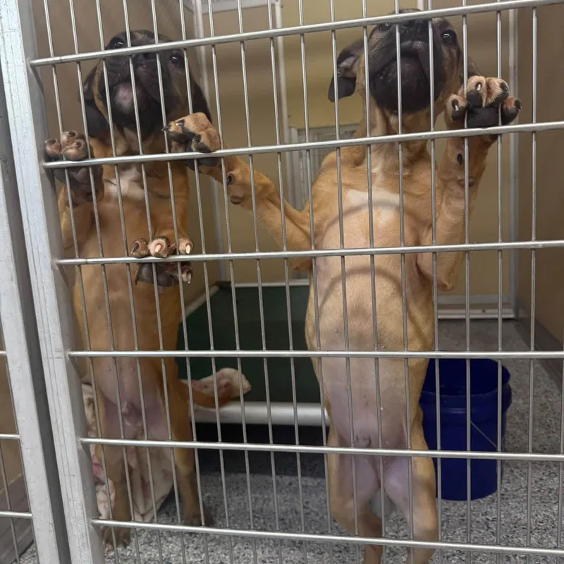 A baby medium-sized male Yellow / Tan / Blond / Fawn Mixed Breed dog named Tank for adoption in Saint Augustine, FL