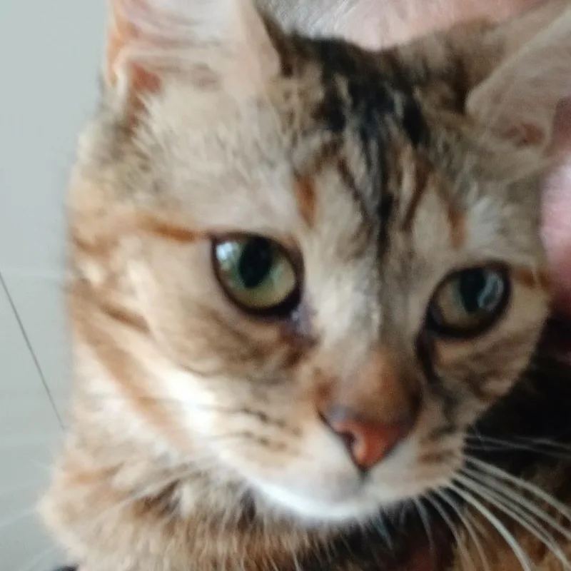 An adult medium-sized female Tabby (Tiger Striped) Domestic Short Hair cat named Monkee for adoption in Goliad, TX