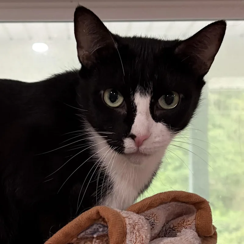 An adult medium-sized male Black & White / Tuxedo Domestic Short Hair cat named Buzz for adoption in North Huntingdon, PA
