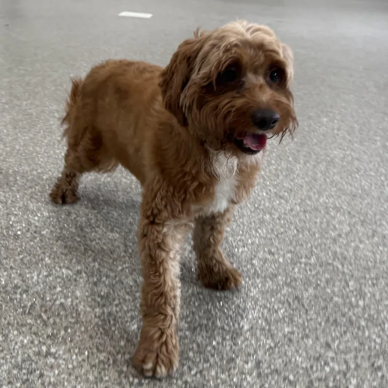 An adult small-sized female Red / Chestnut / Orange Mixed Breed dog named Bonnet for adoption in Latrobe, PA