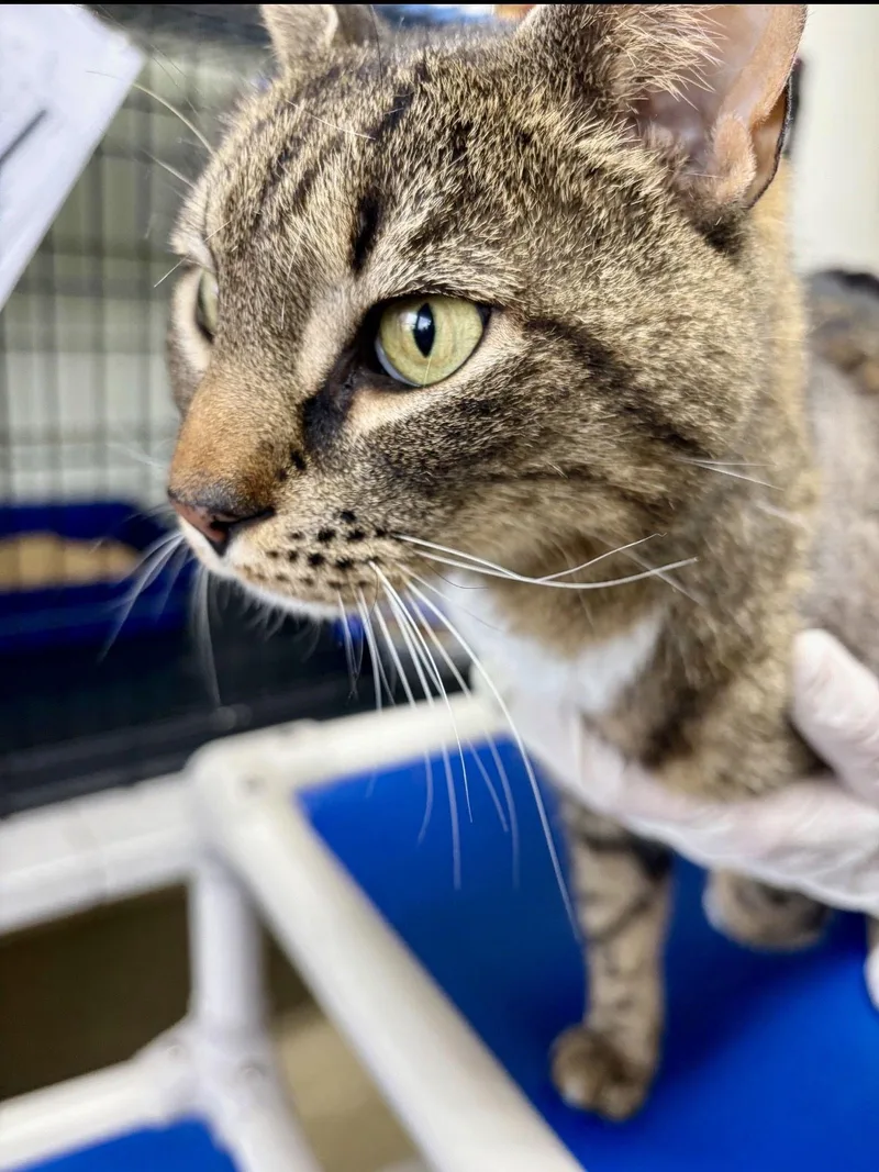 Teddywillow Grove thumbnail 3