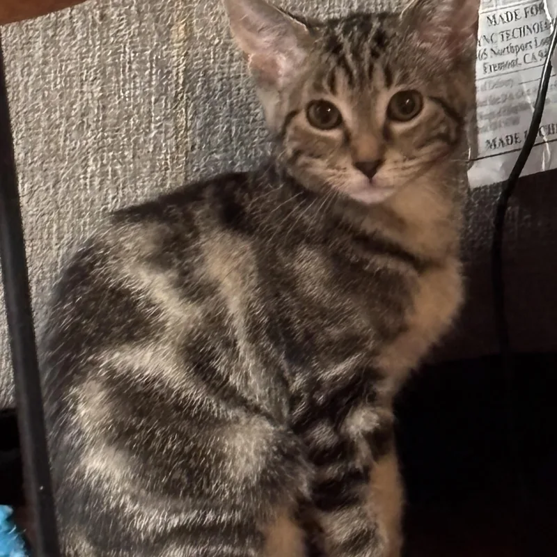 A baby small-sized female Domestic Short Hair cat named Shania for adoption in Woodlawn, TN