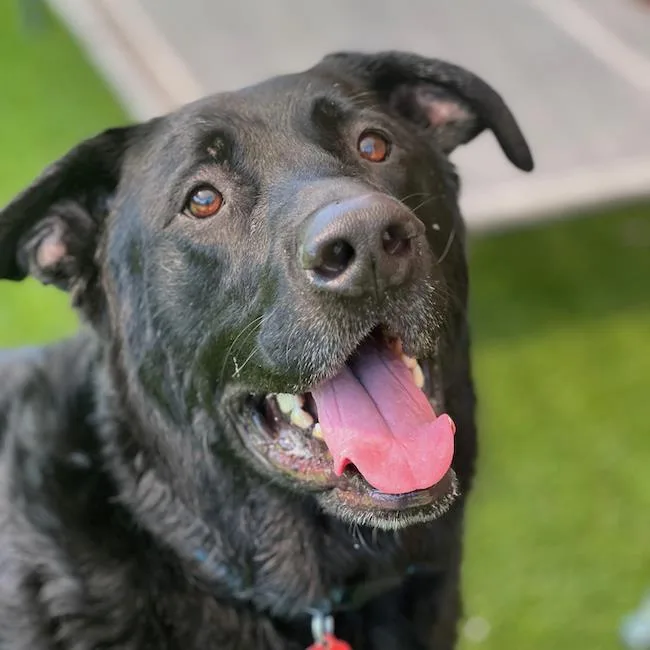 An adult extra large-sized male Labrador Retriever dog named Harvey for adoption in San Diego, CA