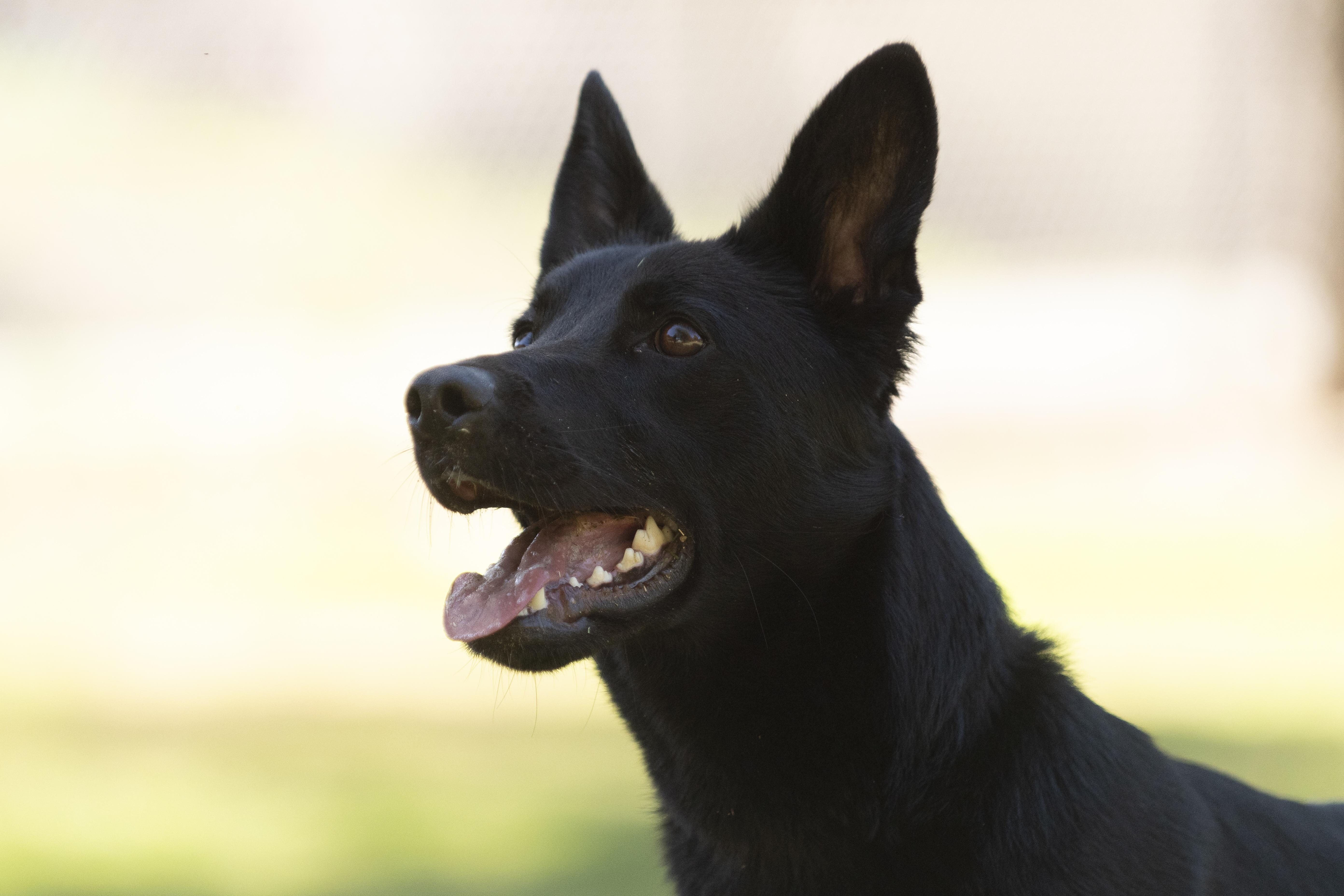 A young medium-sized female Black Mixed Breed dog named Tina for adoption in Santa Paula, CA