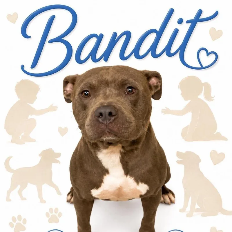 A young medium-sized male Gray / Blue / Silver Mixed Breed dog named Bandit for adoption in Memphis, TN