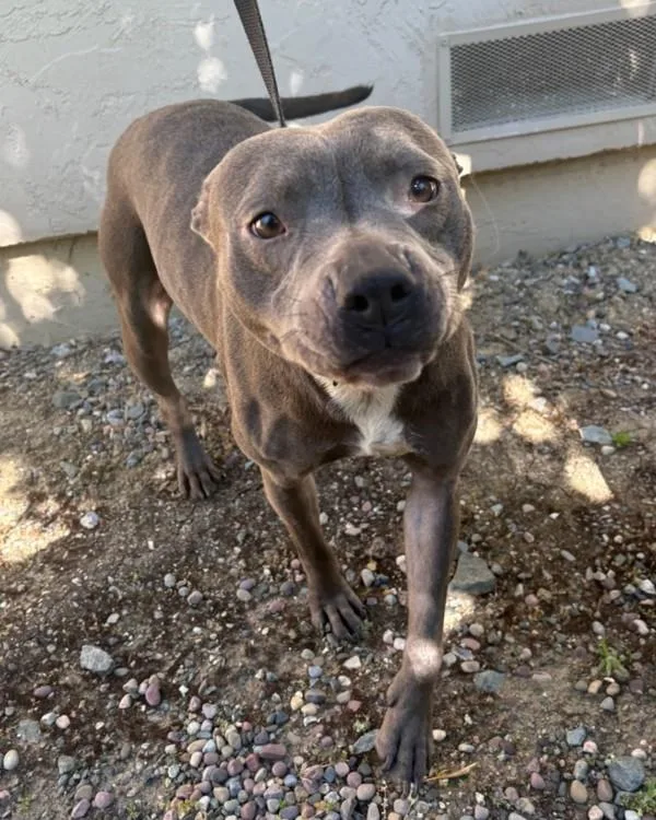 An adult medium-sized female Staffordshire Bull Terrier dog named Tinsel for adoption in Novato, CA