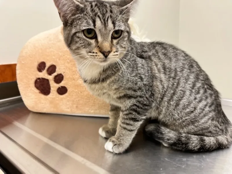 A baby medium-sized female Tabby (Gray / Blue / Silver) Domestic Short Hair cat named Phoebe for adoption in Greensboro, NC