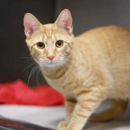 A young small-sized male Orange / Red Domestic Short Hair cat named Jack for adoption in Atlanta, GA