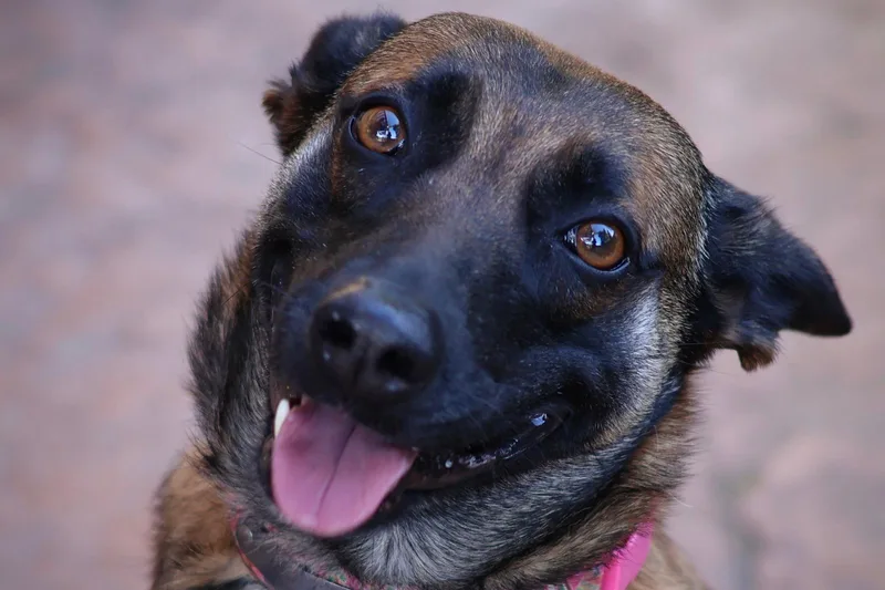 Cheyenne thumbnail 2