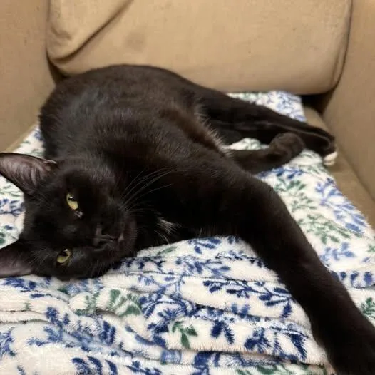 A young small-sized female Black Domestic Short Hair cat named Lucy for adoption in Stone Mountain, GA