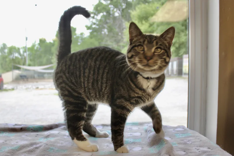 A young medium-sized male Tabby (Gray / Blue / Silver) Domestic Short Hair cat named Cooki for adoption in Brazil, IN