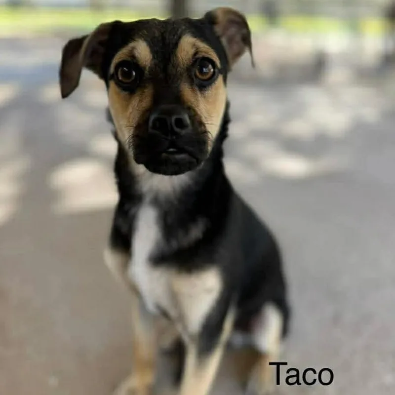 Taco D Arriving thumbnail 2