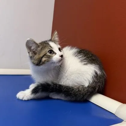 A baby small-sized male Domestic Short Hair cat named Bubbles for adoption in Janesville, WI
