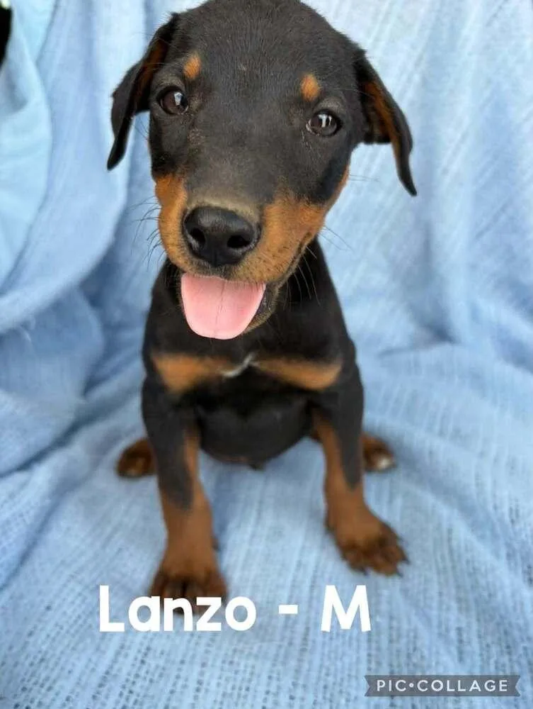A baby medium-sized male Tricolor (Brown, Black, & White) Mixed Breed dog named Lanzo for adoption in Waunakee, WI