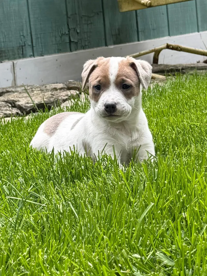 Skye