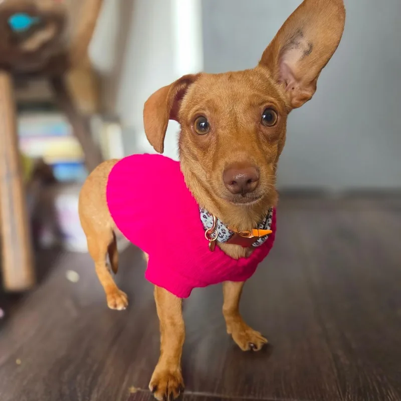 A young small-sized female Red / Chestnut / Orange Miniature Dachshund dog named Una for adoption in Pacifica, CA