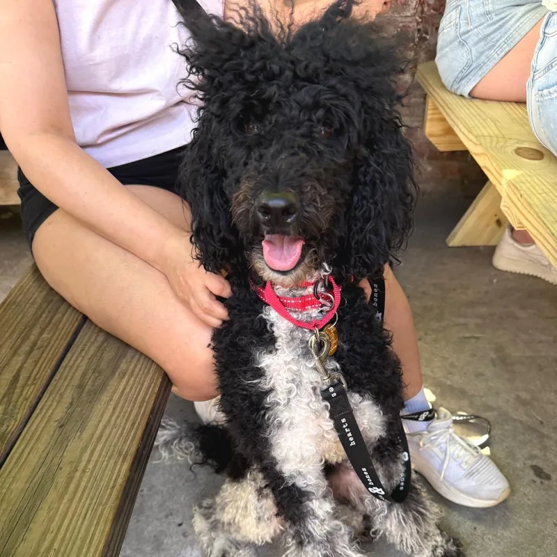 An adult medium-sized female Black Poodle dog named Olive Kitteridge for adoption in Brooklyn, NY