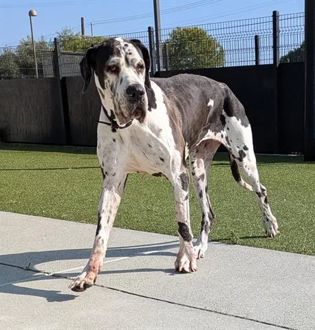 An adult extra large-sized female Great Dane dog named Miss Bella Rose for adoption in San Martin, CA