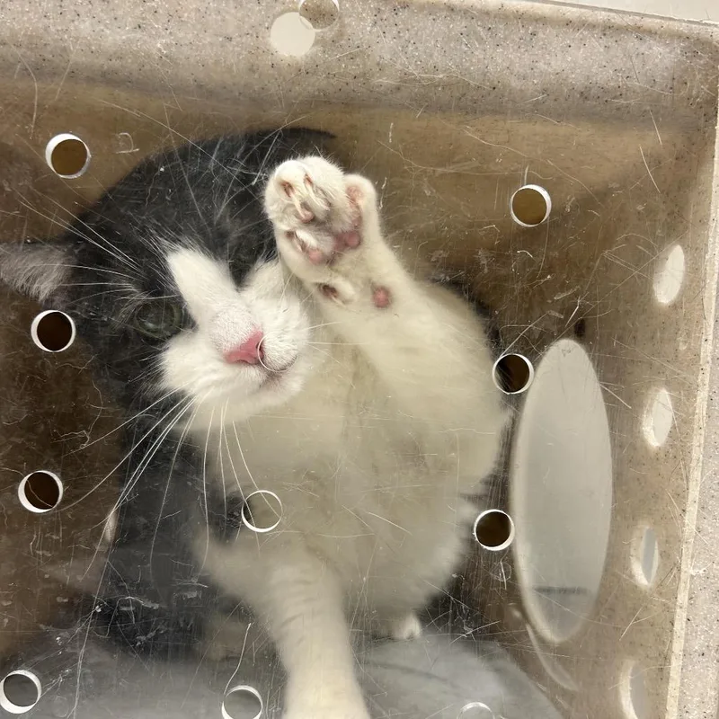 A senior large-sized female Black Domestic Short Hair cat named Waddie for adoption in Reno, NV