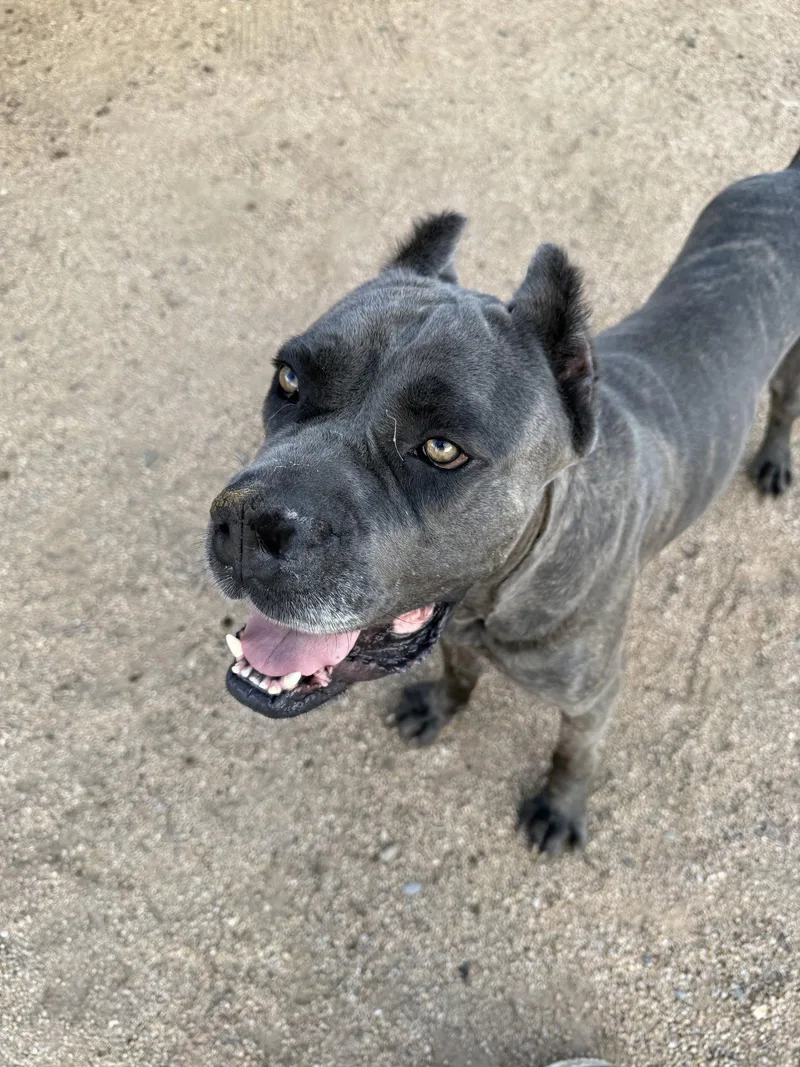 A young extra large-sized male Cane Corso dog named Potato for adoption in Glendale, AZ