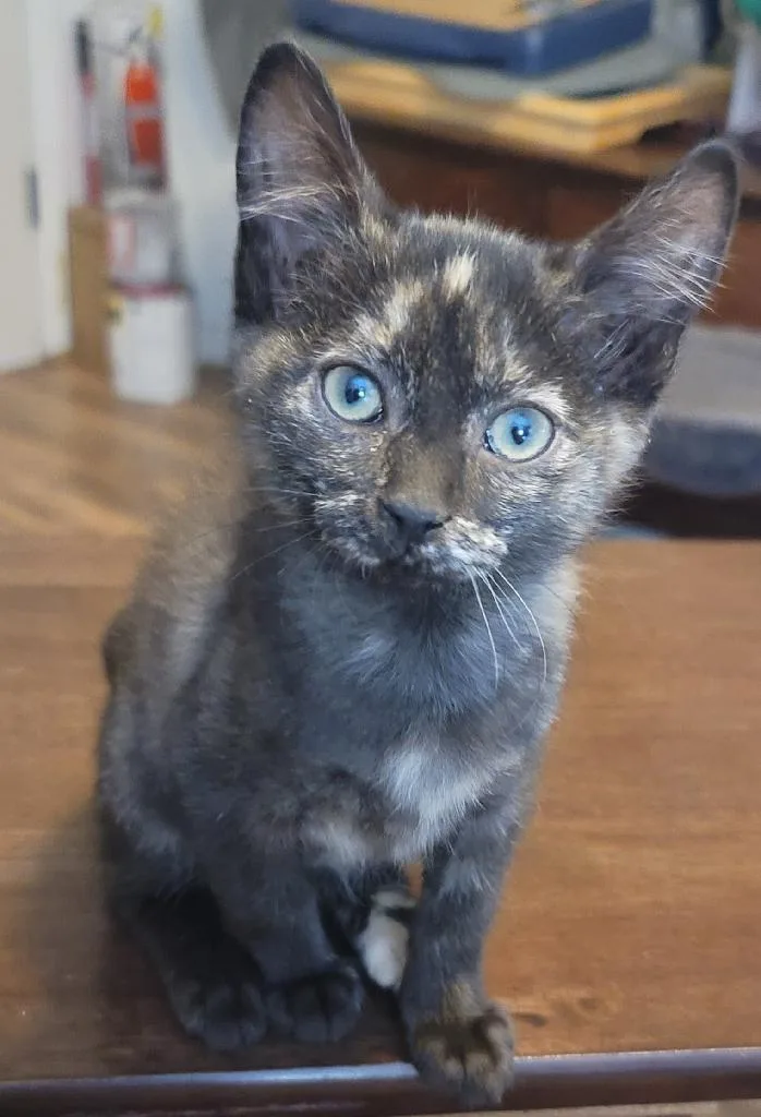 A baby small-sized female Domestic Short Hair cat named Carley for adoption in Heyburn, ID