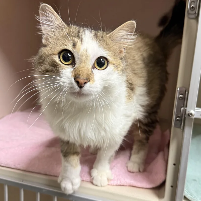 An adult medium-sized male Domestic Long Hair cat named Everest for adoption in Kearney, NE