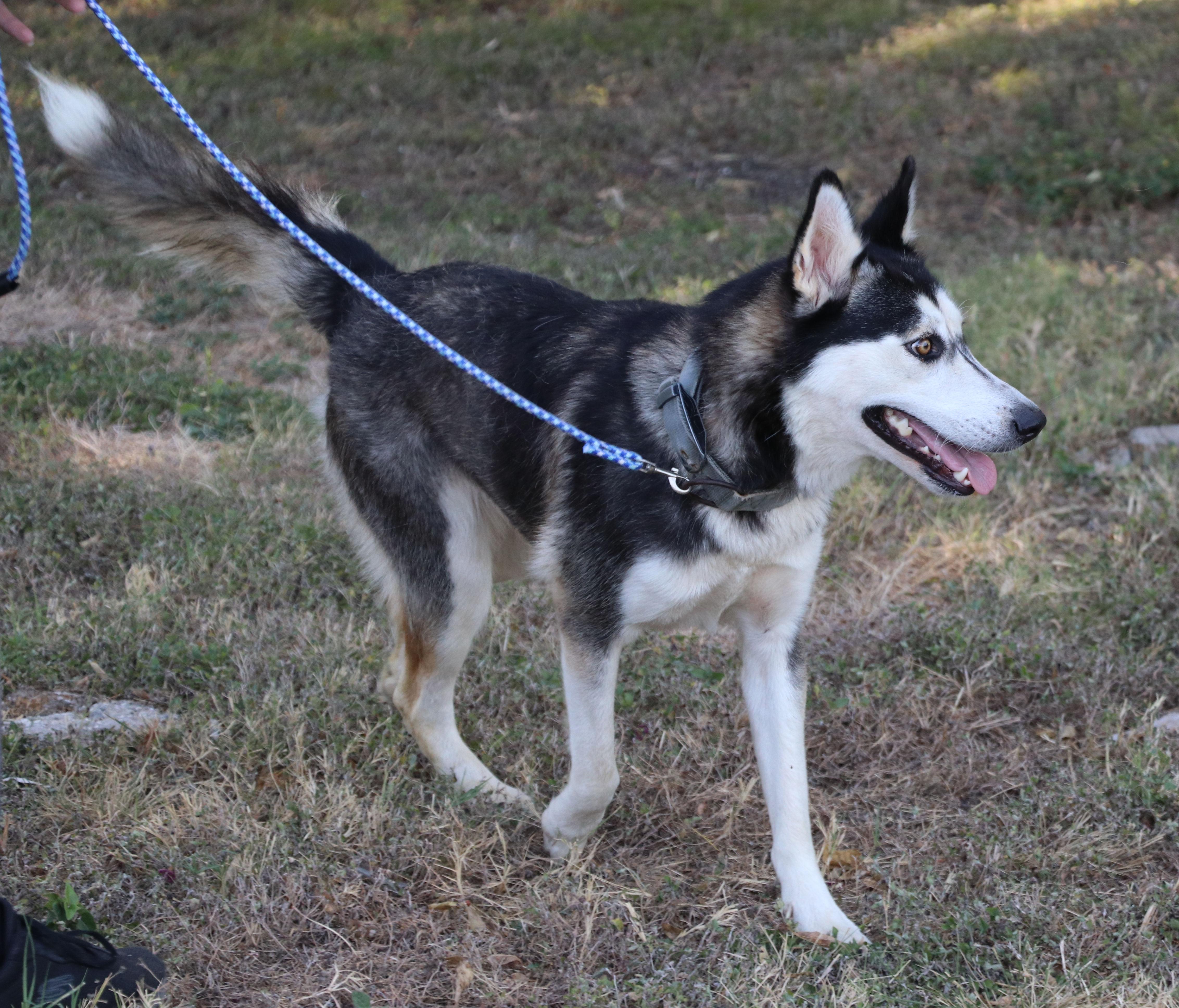 A young large-sized female Husky dog named Husky Moe for adoption in Pflugerville, TX