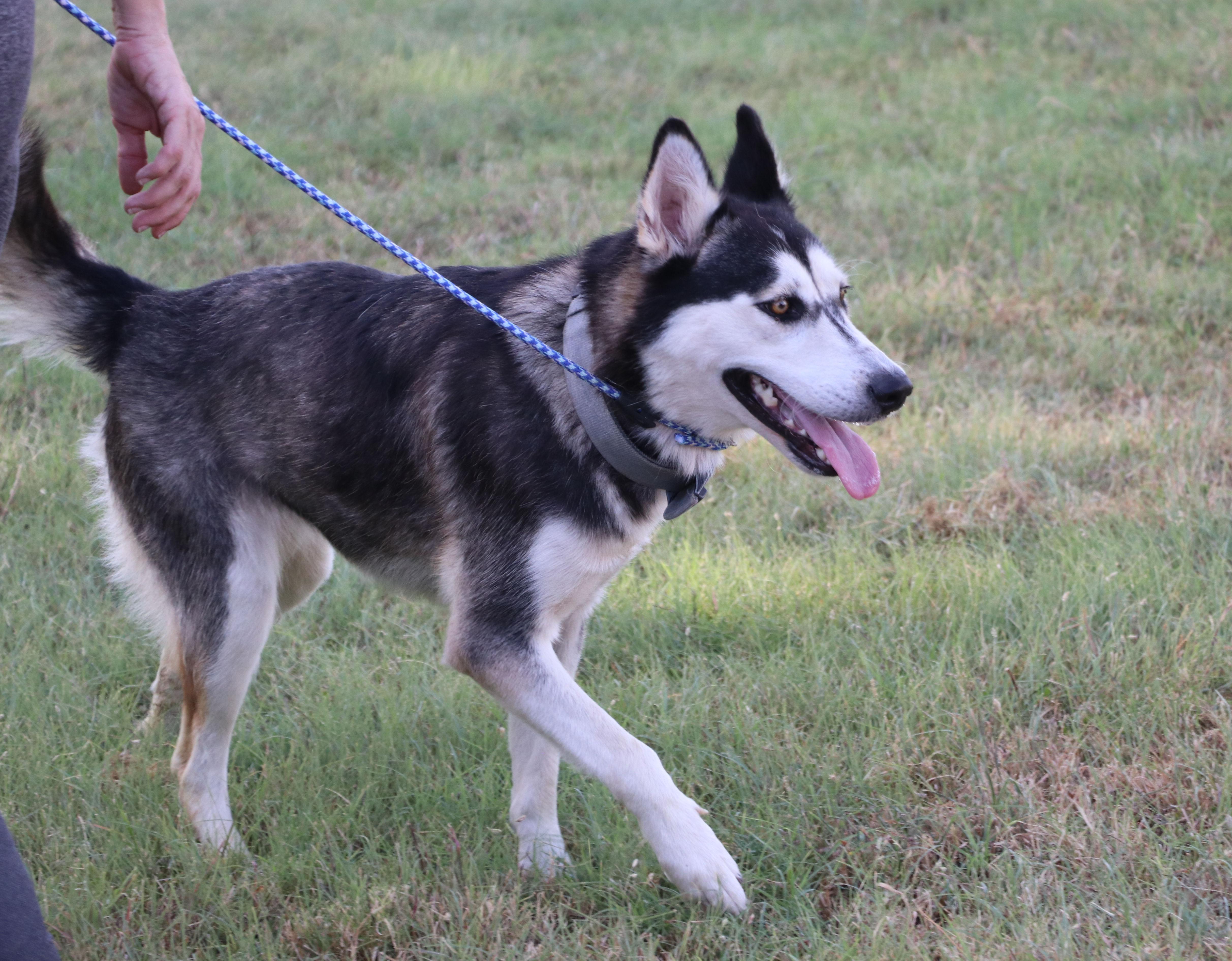 Husky Moe thumbnail 2