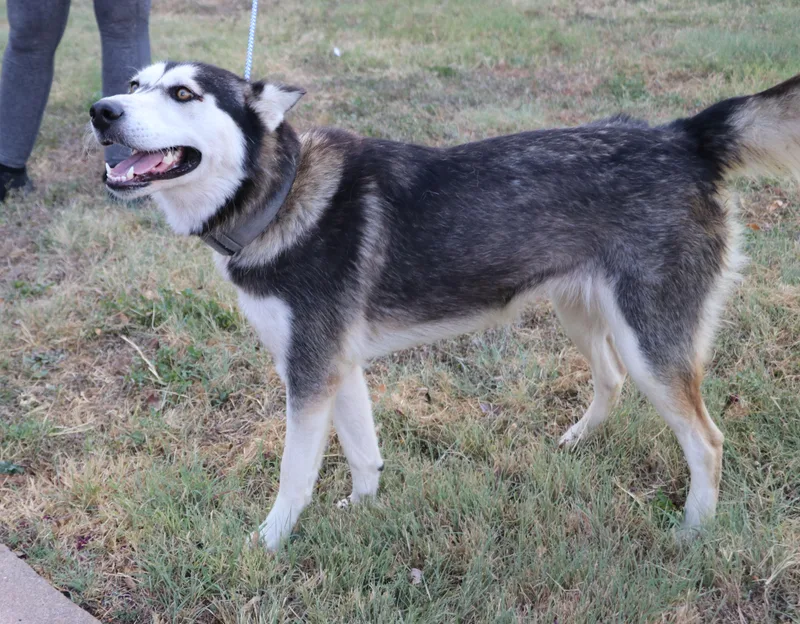 Husky Moe thumbnail 3
