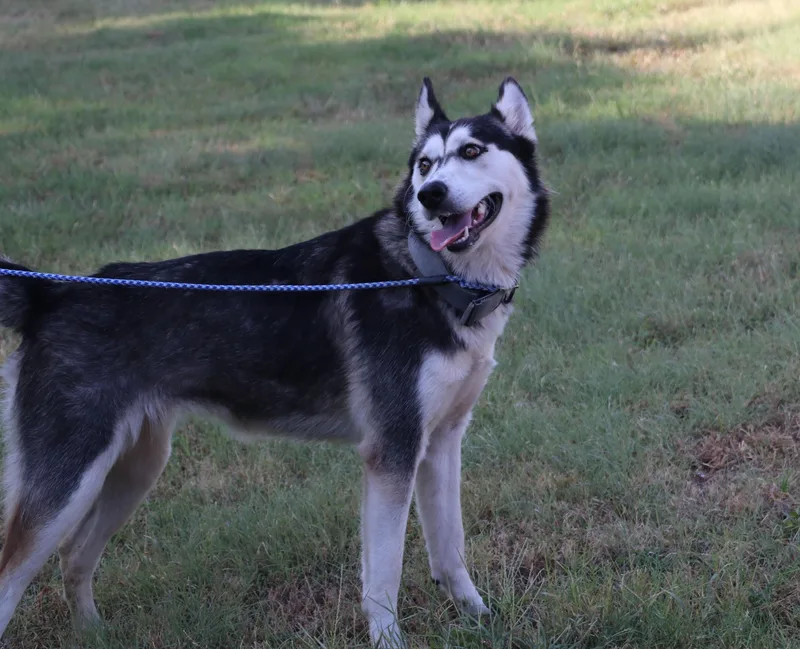 Husky Moe thumbnail 4