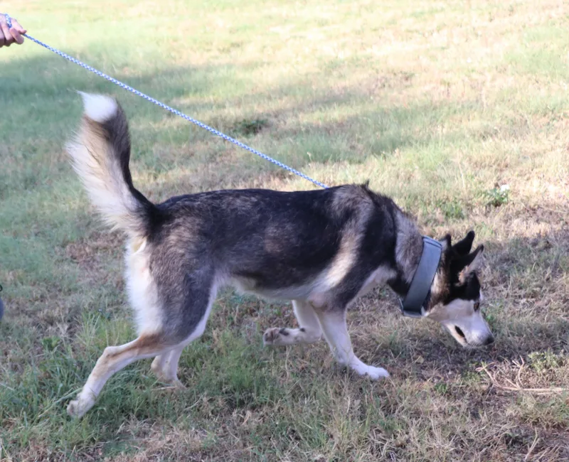 Husky Moe thumbnail 5