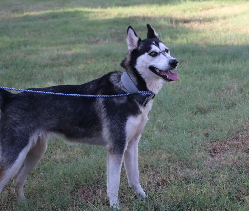 Husky Moe thumbnail 6
