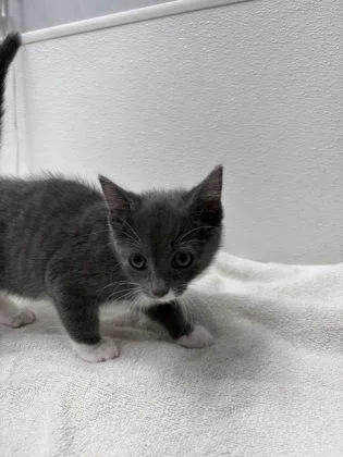 A baby small-sized female Domestic Short Hair cat named Chilli for adoption in West Chester, PA
