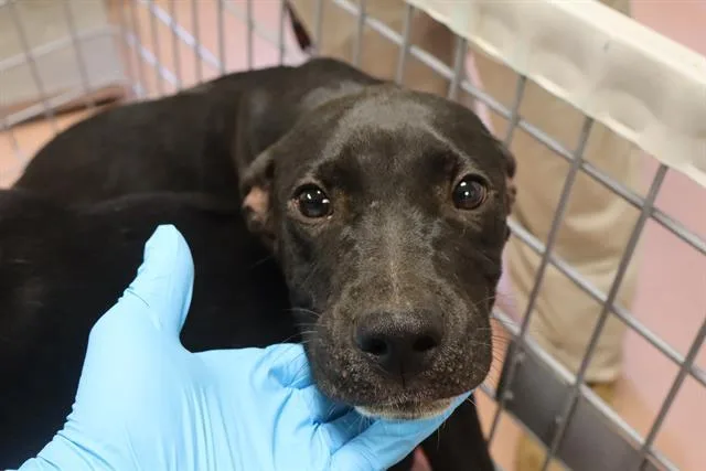 A baby small-sized male Mixed Breed dog named Melvin for adoption in Columbia, SC