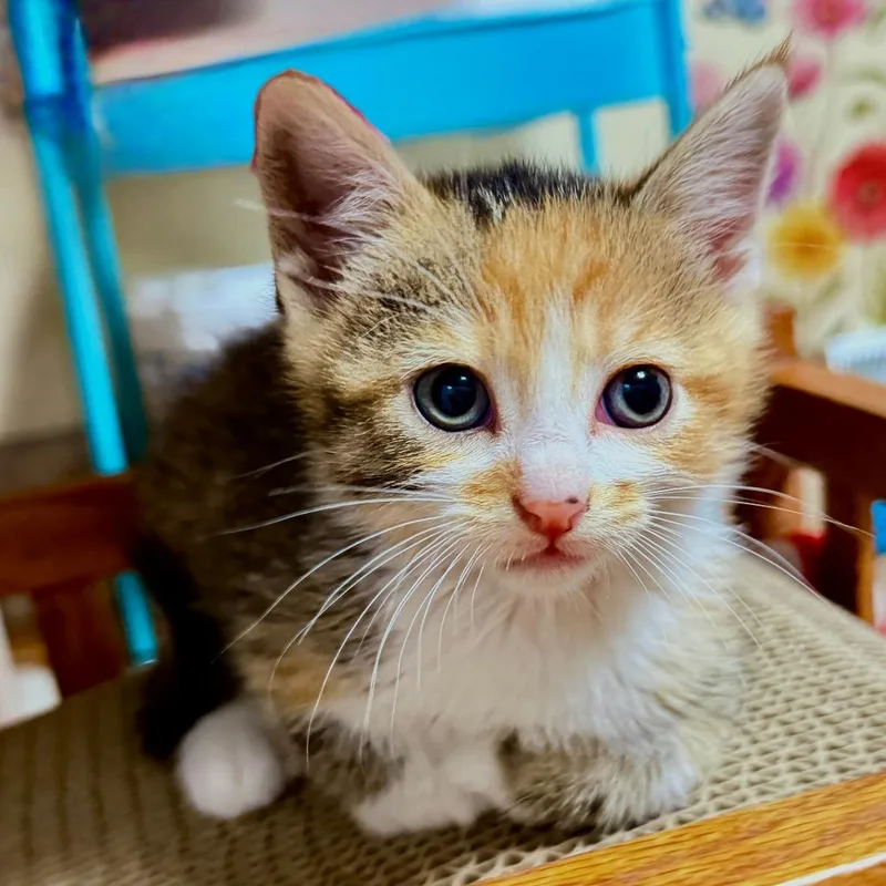 Buttercup