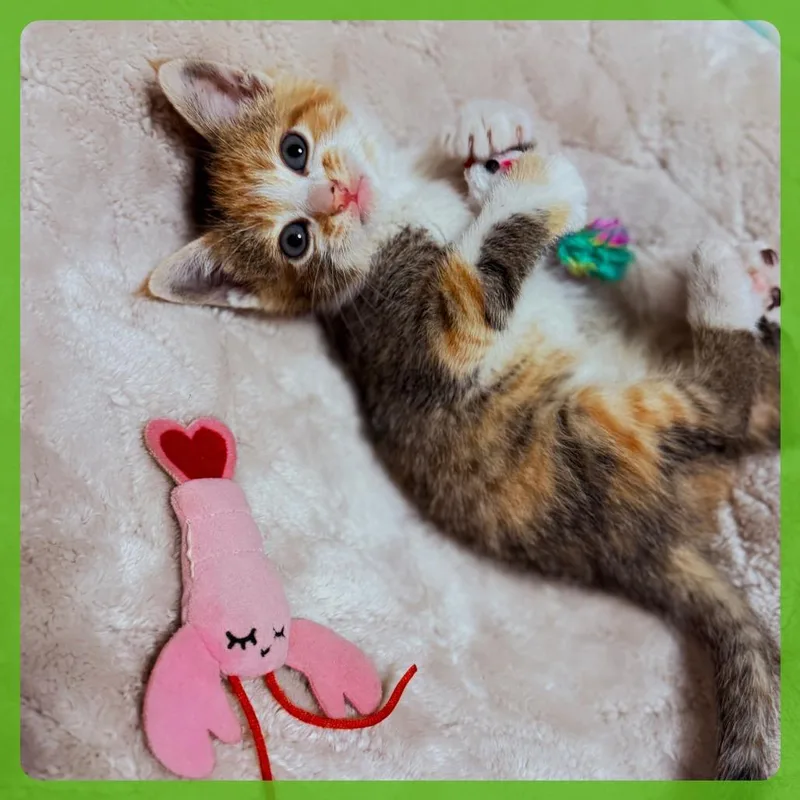 Buttercup thumbnail 2