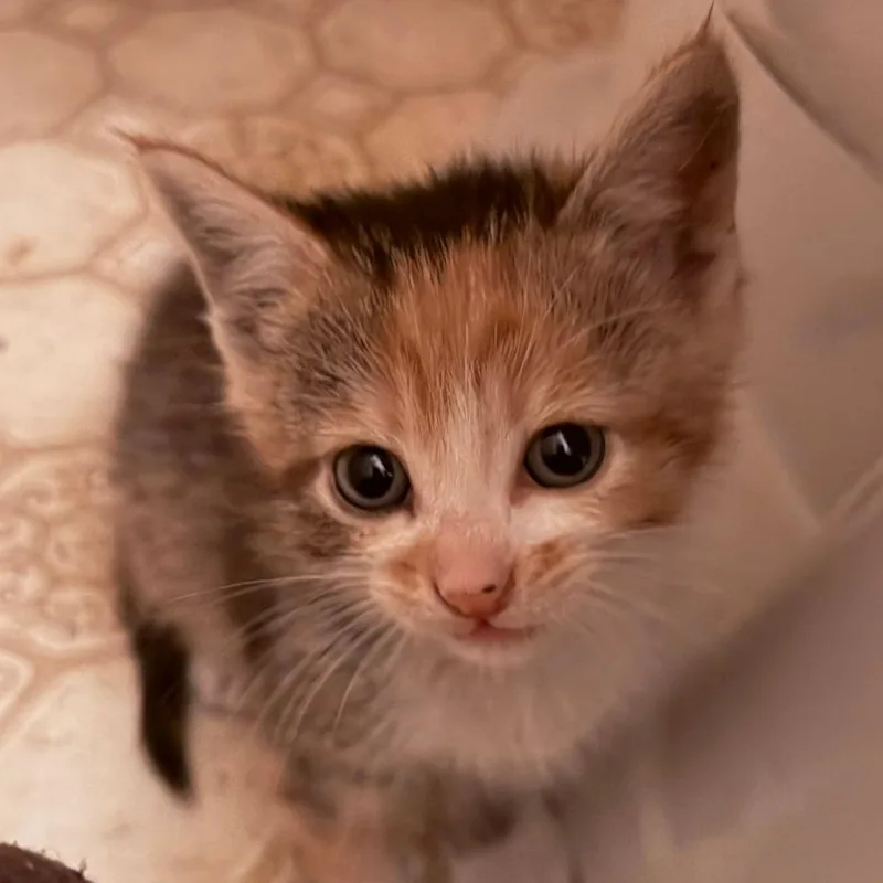 Buttercup thumbnail 4
