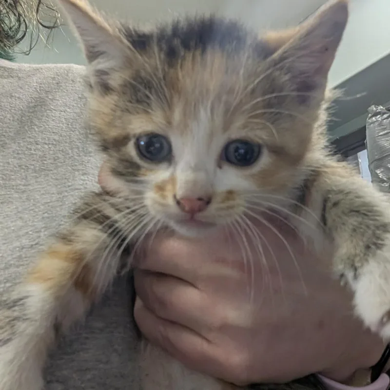 Buttercup thumbnail 5