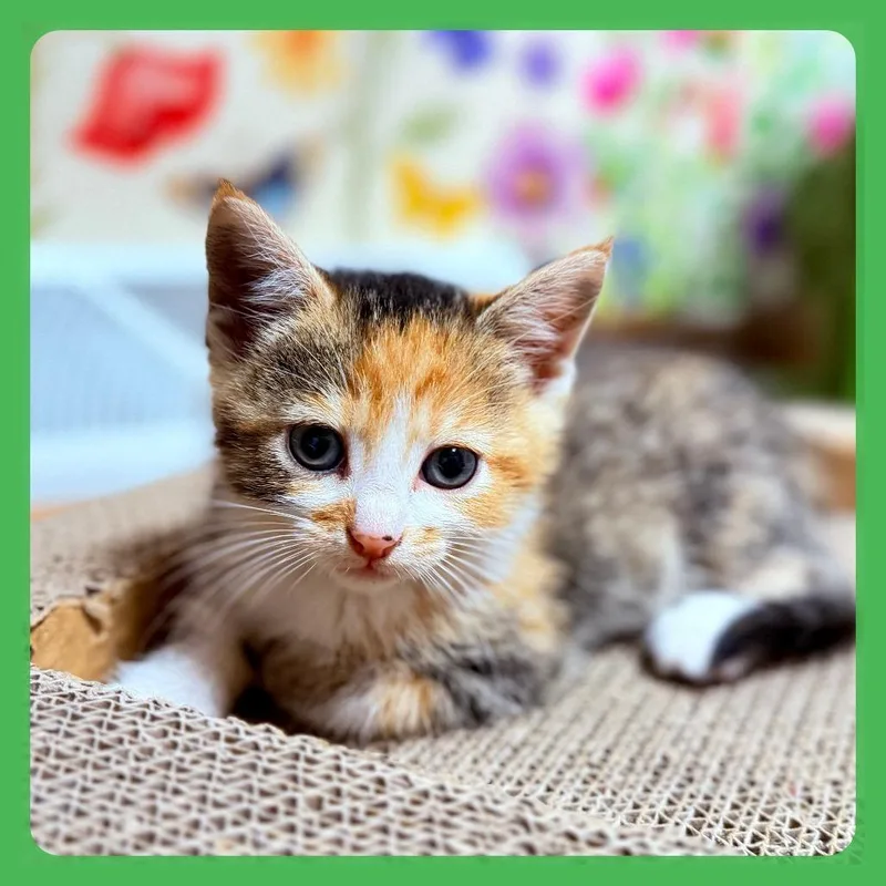 Buttercup thumbnail 6