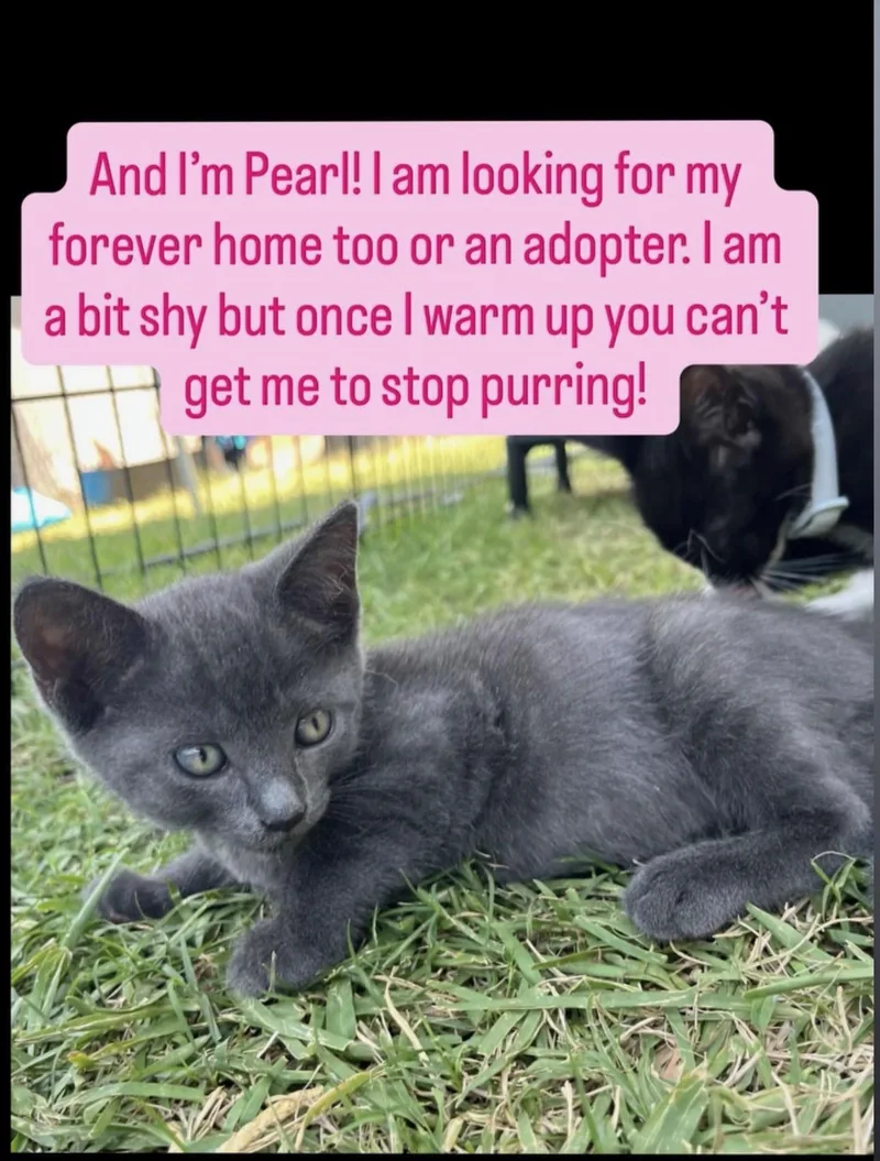 A baby small-sized female Domestic Short Hair cat named Pearl for adoption in Fullerton, CA