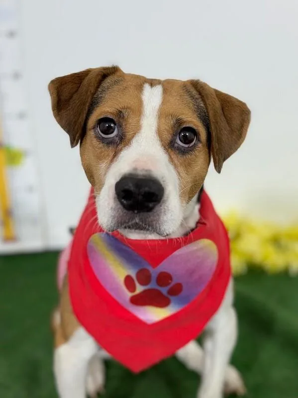 A young medium-sized female Tricolor (Brown, Black, & White) Beagle dog named Chanel for adoption in Carlsbad, CA