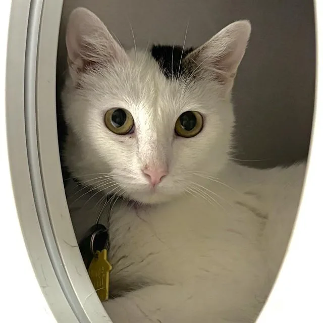 A young small-sized female Domestic Short Hair cat named Robin for adoption in St. Louis, MO