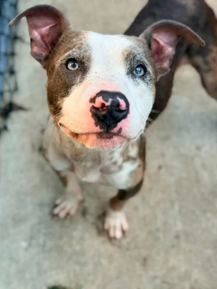 An adult medium-sized male Brown / Chocolate Pit Bull Terrier dog named Wharton for adoption in Chicago, IL
