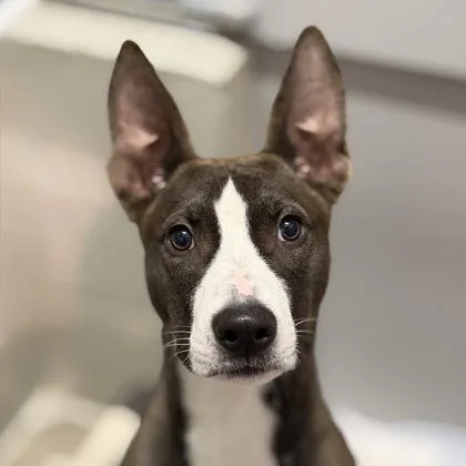 A baby medium-sized male Terrier dog named Rambo for adoption in Sacramento, CA