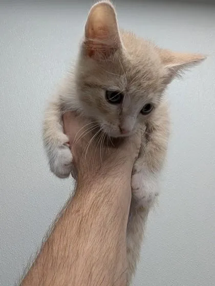 A baby small-sized male Domestic Short Hair cat named Ben Grimm for adoption in West Chester, PA