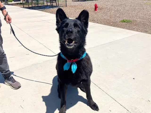 A senior extra large-sized male German Shepherd Dog dog named Blue for adoption in Tustin, CA